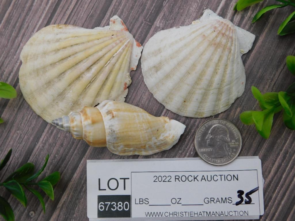 SEA SHELLS ROCK STONE LAPIDARY SPECIMEN - 2