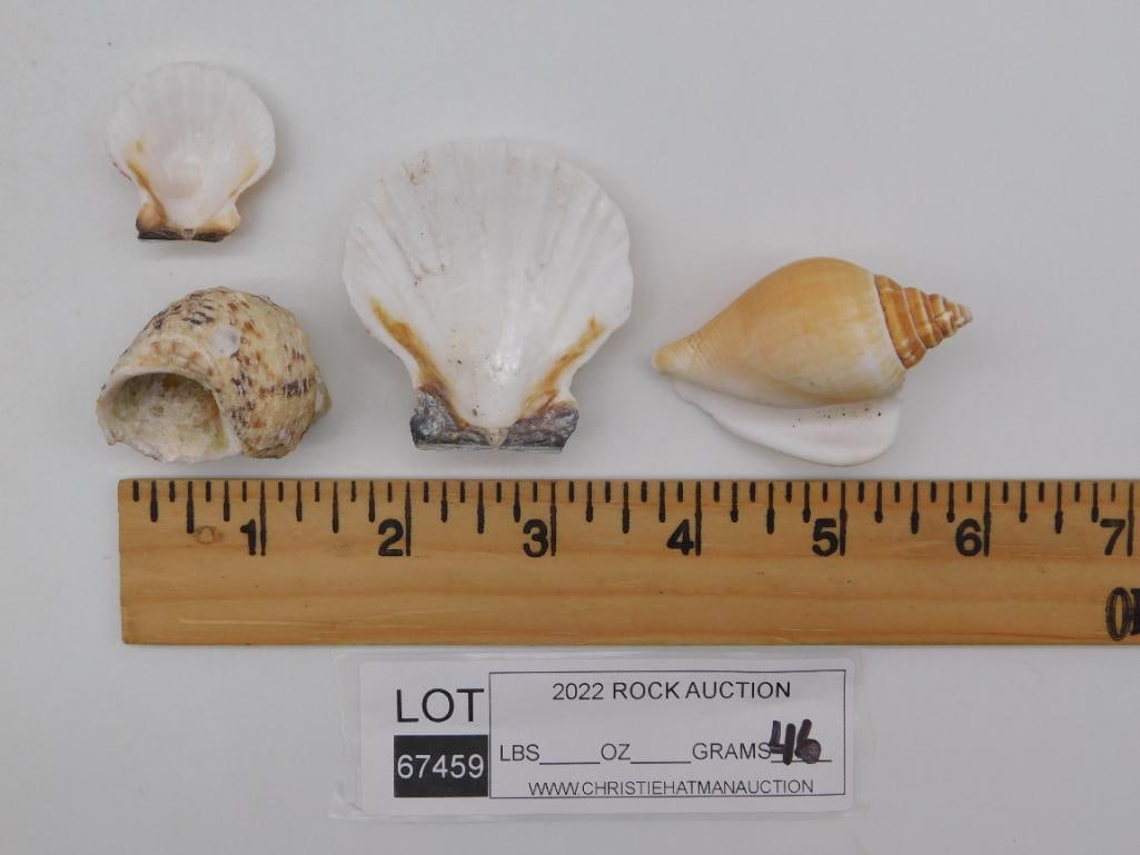 SEA SHELLS ROCK STONE LAPIDARY SPECIMEN - 2