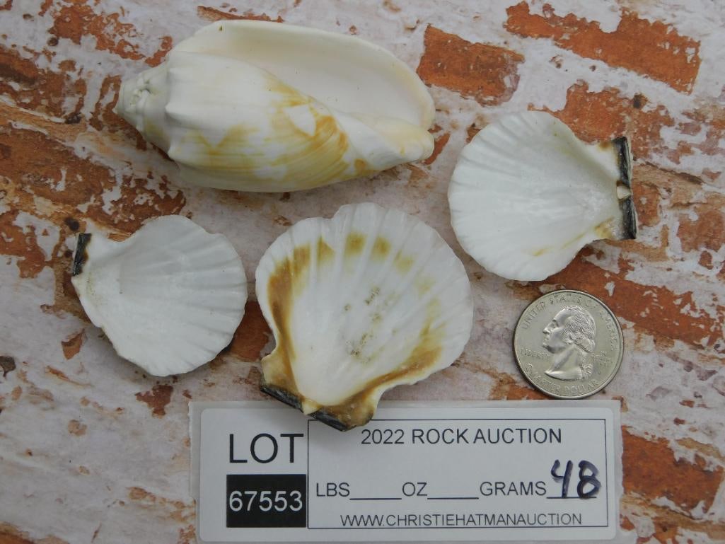 SEA SHELLS ROCK STONE LAPIDARY SPECIMEN - 2