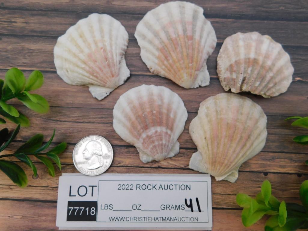 SCALLOP SHELLS ROCK STONE LAPIDARY SPECIMEN - 2
