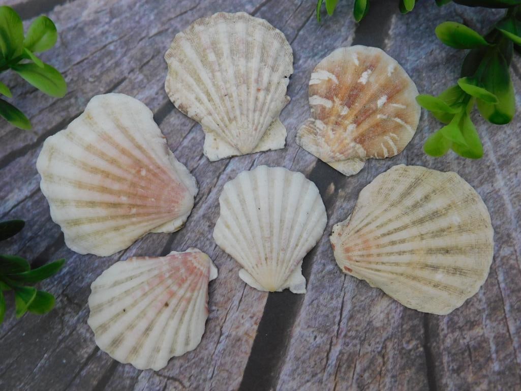 SCALLOP SHELLS ROCK STONE LAPIDARY SPECIMEN: SCALLOP SHELLS ROCK STONE LAPIDARY SPECIMEN
