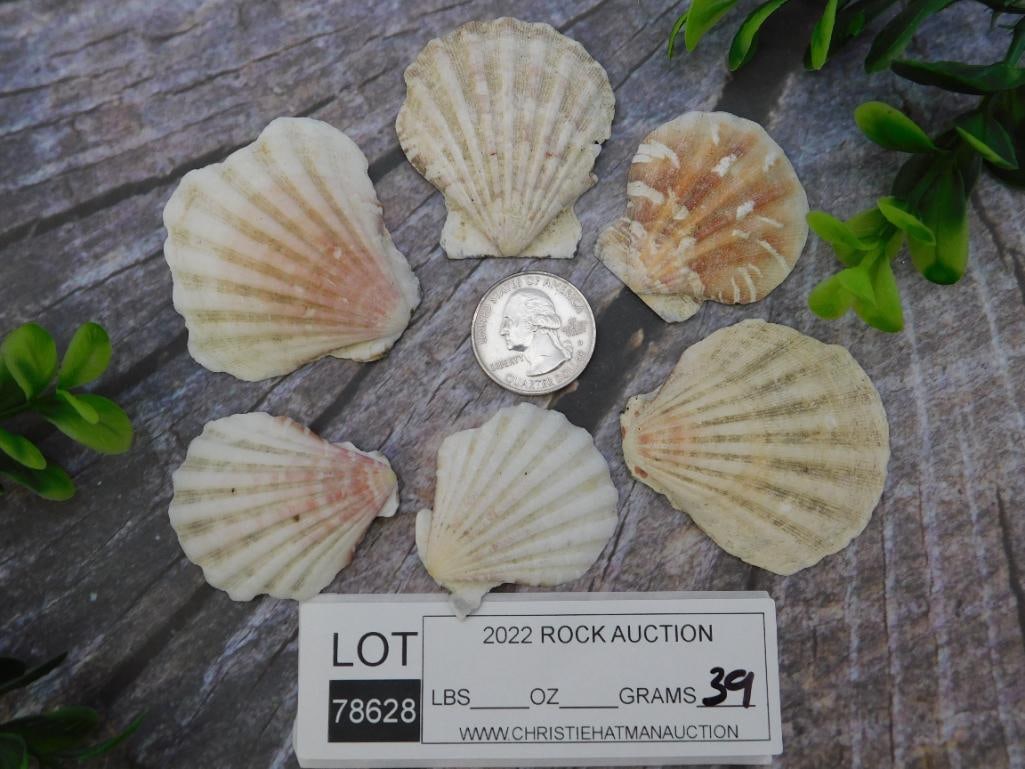 SCALLOP SHELLS ROCK STONE LAPIDARY SPECIMEN - 2