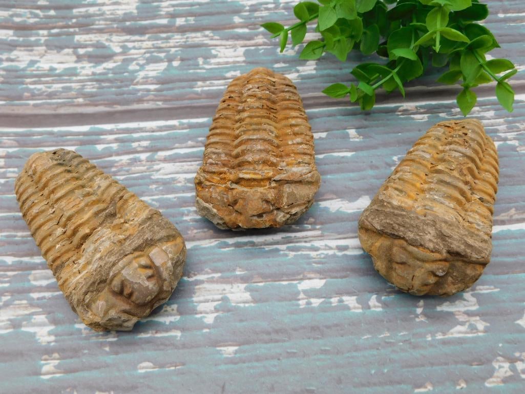 TRILOBITE FOSSILS ROCK STONE LAPIDARY SPECIMEN: TRILOBITE FOSSILS ROCK STONE LAPIDARY SPECIMEN