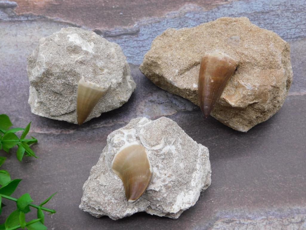 DINOSAUR TOOTH IN MATRIX ROCK STONE LAPIDARY SPECIMEN: DINOSAUR TOOTH IN MATRIX ROCK STONE LAPIDARY SPECIMEN