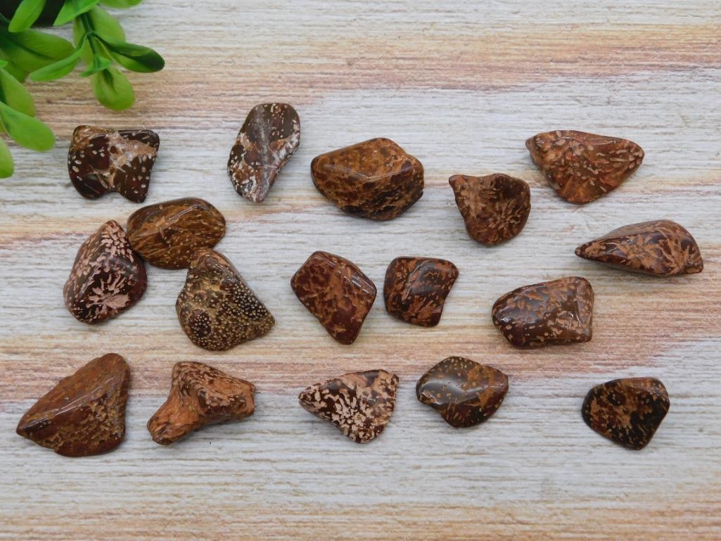 STARBURST JASPER ROCK STONE LAPIDARY SPECIMEN: STARBURST JASPER ROCK STONE LAPIDARY SPECIMEN