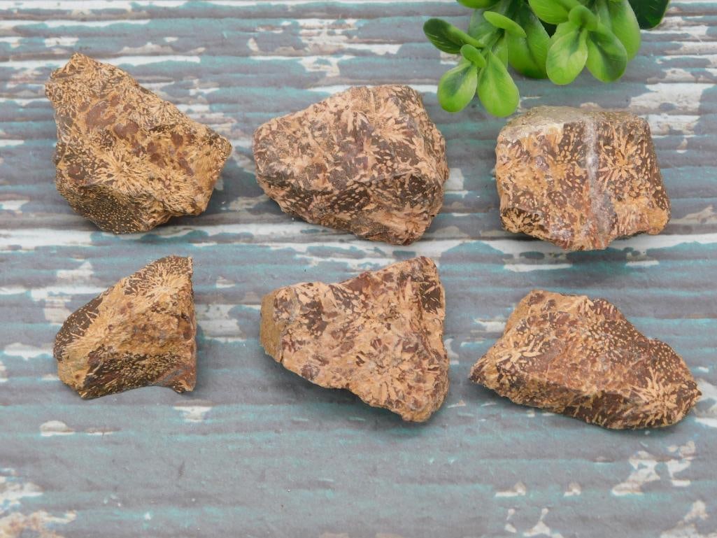 STARBURST JASPER ROCK STONE LAPIDARY SPECIMEN: STARBURST JASPER ROCK STONE LAPIDARY SPECIMEN