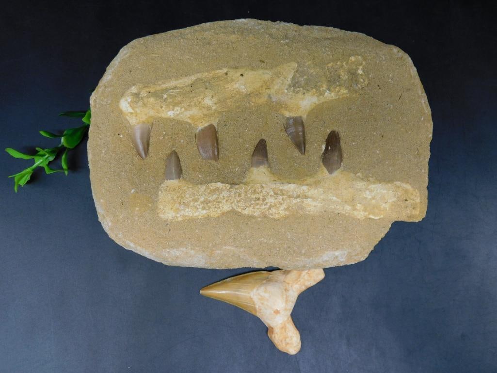 MIXED FOSSIL LOT ROCK STONE LAPIDARY SPECIMEN: MIXED FOSSIL LOT ROCK STONE LAPIDARY SPECIMEN