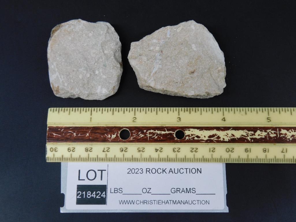 SHARK TEETH ROCK STONE LAPIDARY SPECIMEN - 2