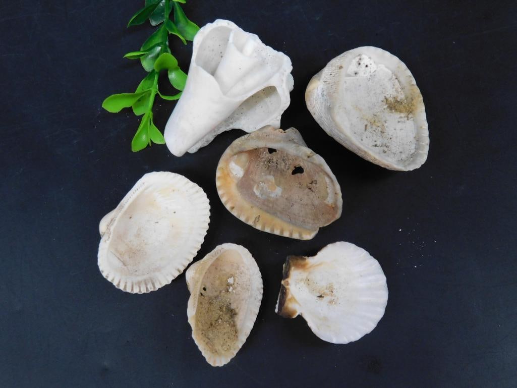 SEA SHELLS: SEA SHELLS
