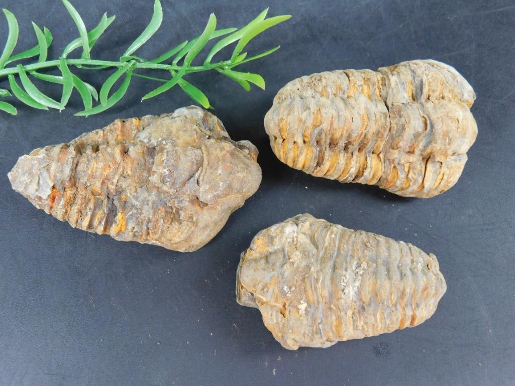 TRILOBITE ROCK STONE LAPIDARY SPECIMEN: TRILOBITE ROCK STONE LAPIDARY SPECIMEN