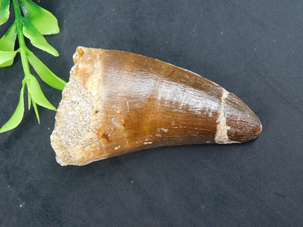 MOSASAUR TOOTH ROCK STONE LAPIDARY SPECIMEN: MOSASAUR TOOTH ROCK STONE LAPIDARY SPECIMEN