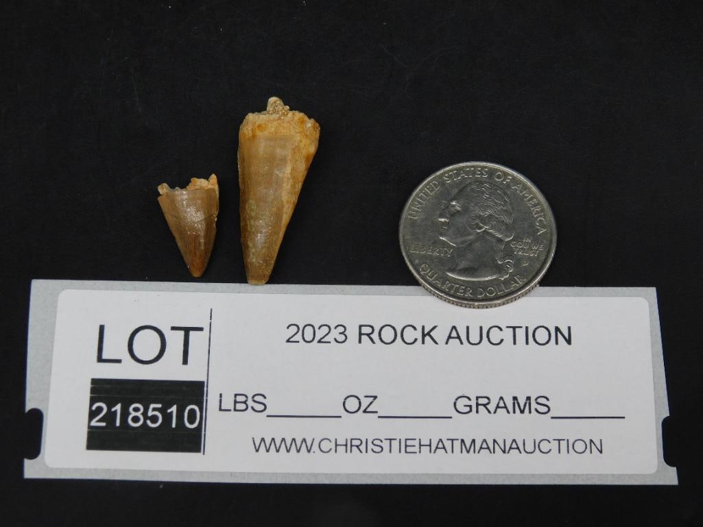 MOSASAUR TEETH ROCK STONE LAPIDARY SPECIMEN - 2