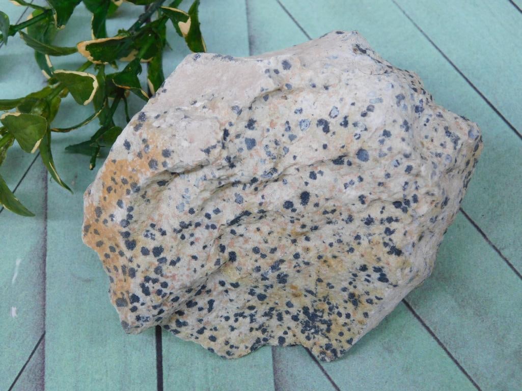 DALMATION JASPER ROCK STONE LAPIDARY SPECIMEN: DALMATION JASPER ROCK STONE LAPIDARY SPECIMEN
