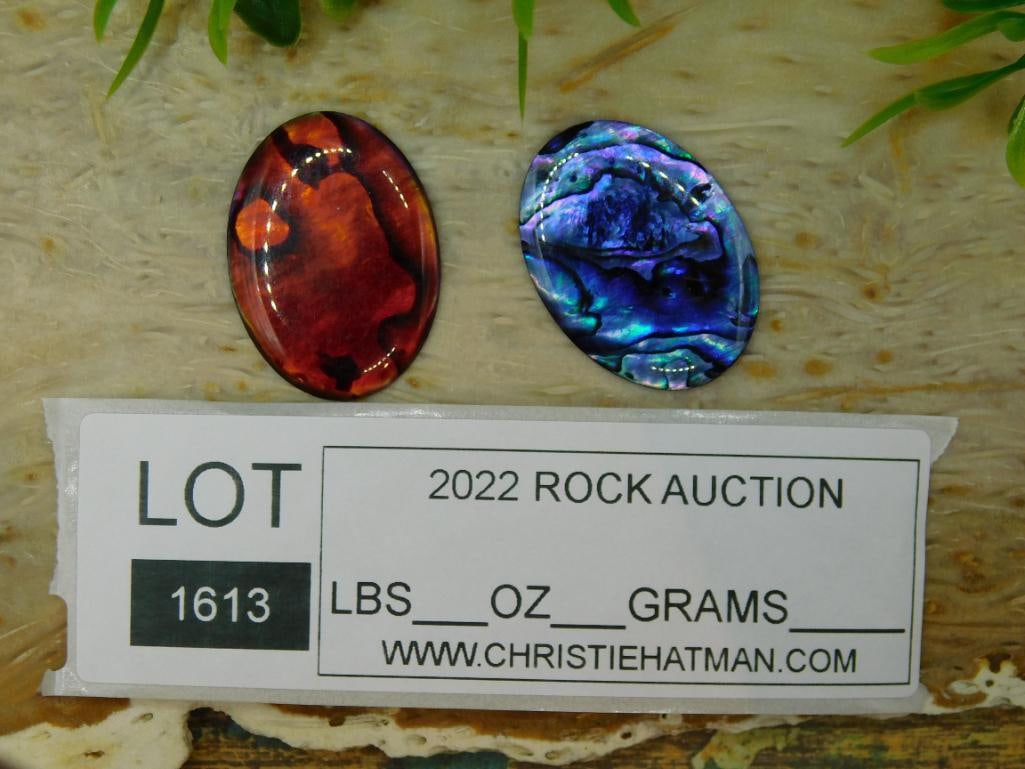 ABALONE CABOCHONS ROCK STONE LAPIDARY SPECIMEN - 4