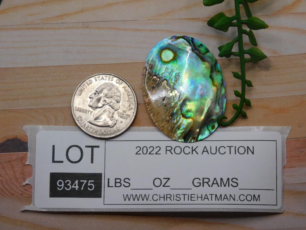 ABALONE CABOCHON ROCK STONE LAPIDARY SPECIMEN - 2