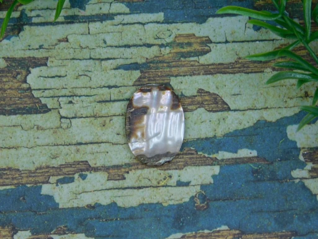 ABALONE CABOCHON ROCK STONE LAPIDARY SPECIMEN - 2