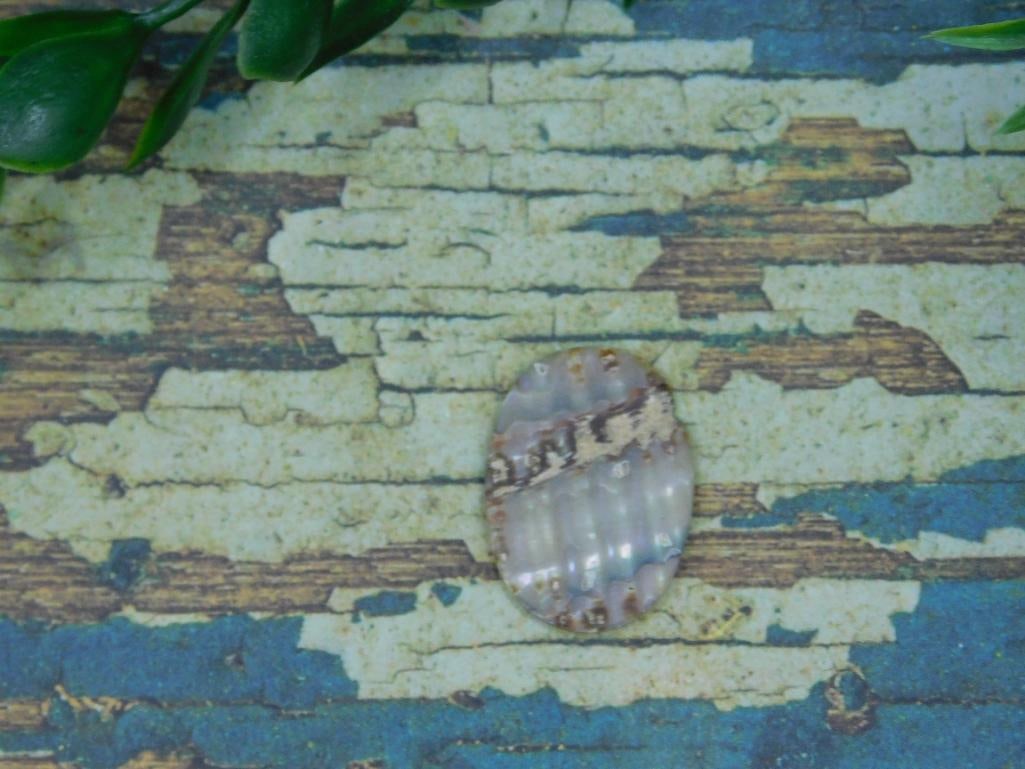 ABALONE CABOCHON ROCK STONE LAPIDARY SPECIMEN - 2