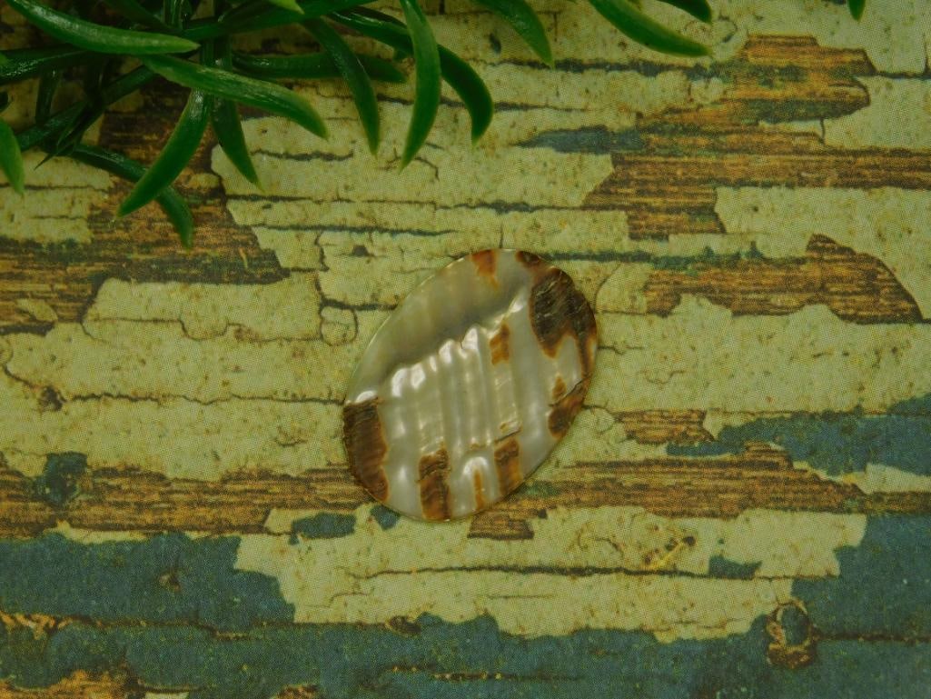 ABALONE CABOCHON ROCK STONE LAPIDARY SPECIMEN - 2