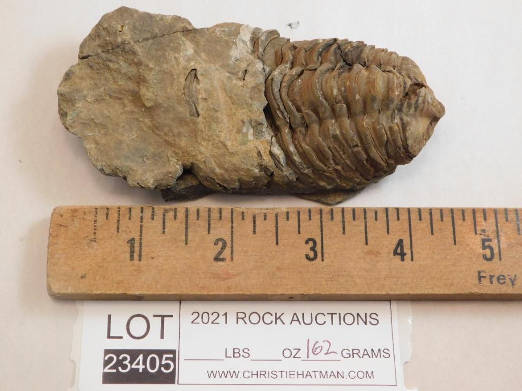 TRILOBITE ROCK STONE LAPIDARY SPECIMEN - 2