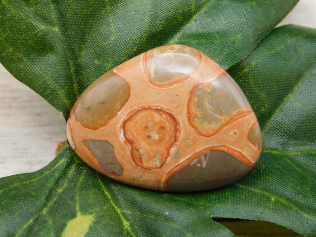 FOSSIL STONE CABOCHON ROCK STONE LAPIDARY SPECIMEN: FOSSIL STONE CABOCHON ROCK STONE LAPIDARY SPECIMEN