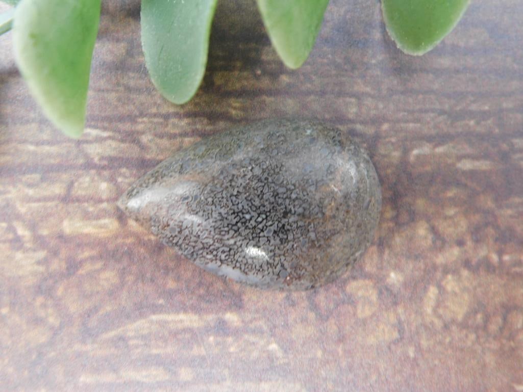 DINOSAUR CABOCHON ROCK STONE LAPIDARY SPECIMEN: DINOSAUR CABOCHON ROCK STONE LAPIDARY SPECIMEN