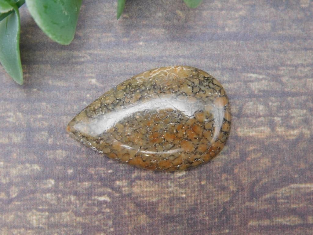 DINOSAUR CABOCHON ROCK STONE LAPIDARY SPECIMEN: DINOSAUR CABOCHON ROCK STONE LAPIDARY SPECIMEN