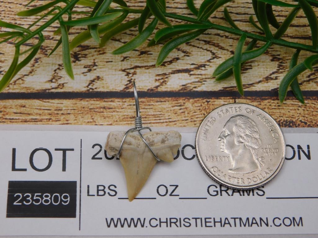 SHARK TOOTH PENDANT ROCK STONE LAPIDARY SPECIMEN - 2