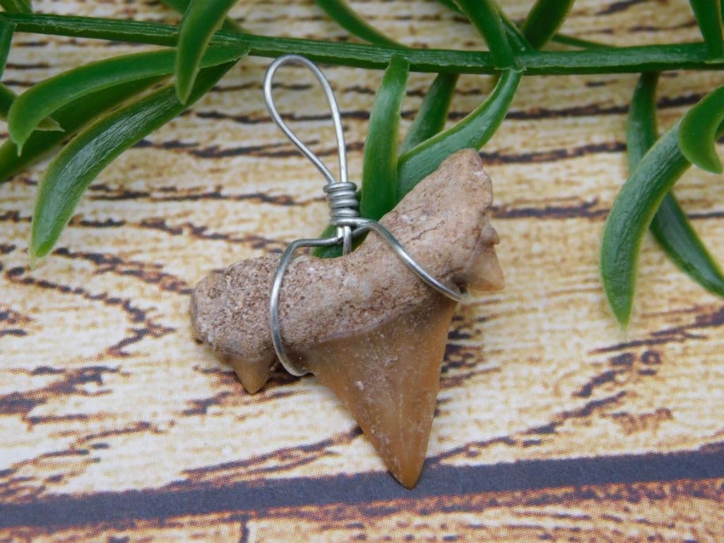 SHARK TOOTH PENDANT ROCK STONE LAPIDARY SPECIMEN: SHARK TOOTH PENDANT ROCK STONE LAPIDARY SPECIMEN
