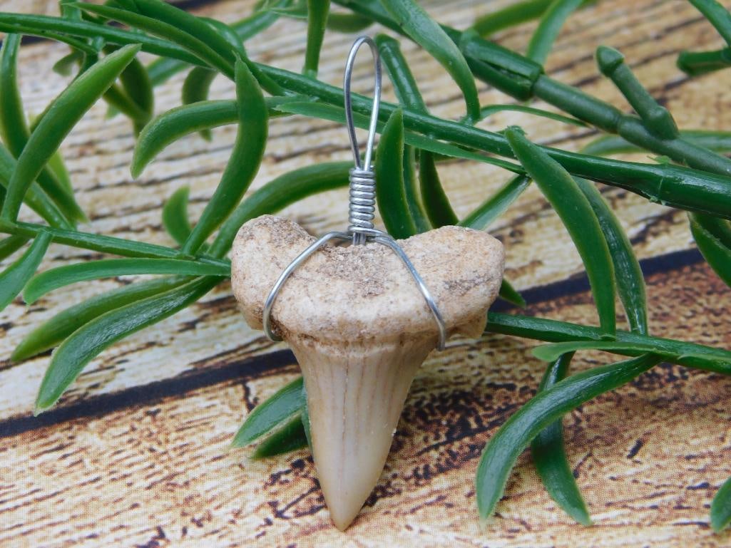 SHARK TOOTH PENDANT ROCK STONE LAPIDARY SPECIMEN: SHARK TOOTH PENDANT ROCK STONE LAPIDARY SPECIMEN