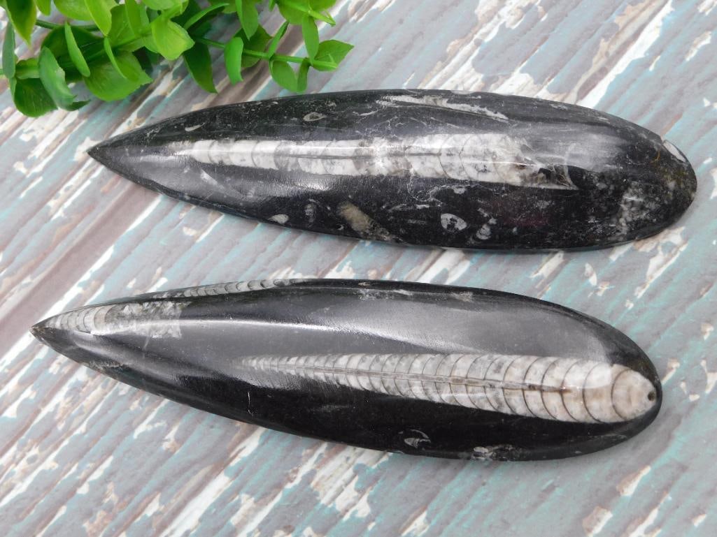 ORTHOCERAS ROCK STONE LAPIDARY SPECIMEN: ORTHOCERAS ROCK STONE LAPIDARY SPECIMEN