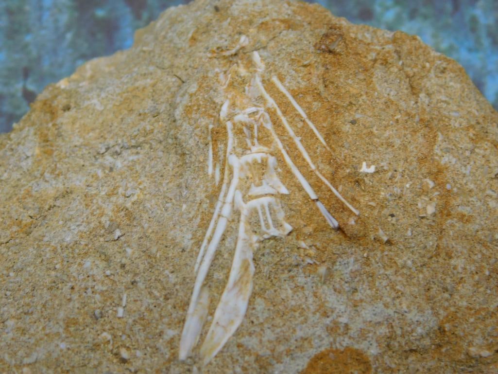 ENCHODUS FOSSIL ROCK STONE LAPIDARY SPECIMEN - 2