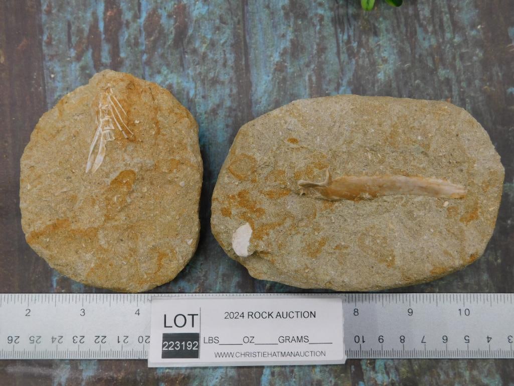 ENCHODUS FOSSIL ROCK STONE LAPIDARY SPECIMEN - 3