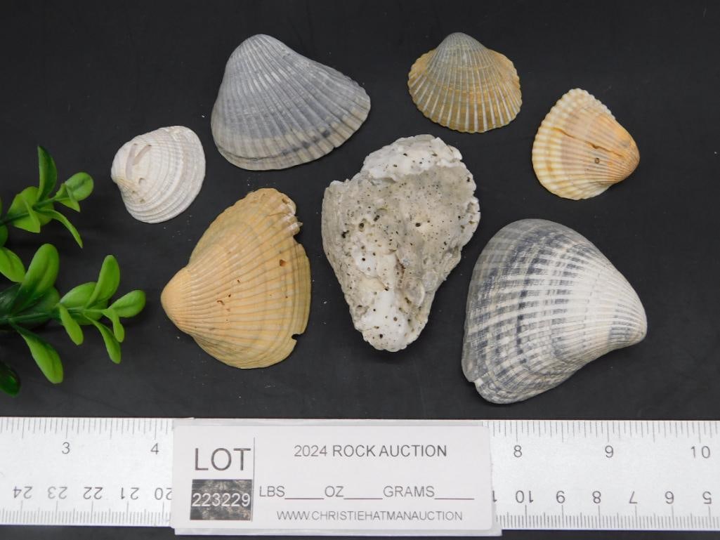 SHELLS - 2