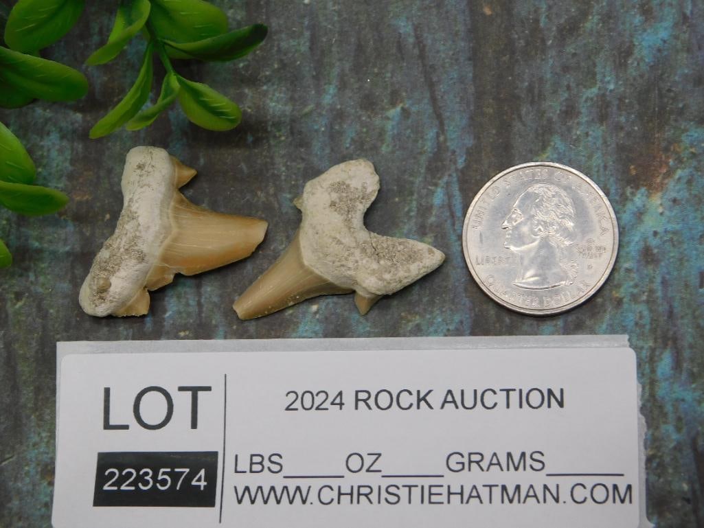 SHARK TEETH ROCK STONE LAPIDARY SPECIMEN - 2