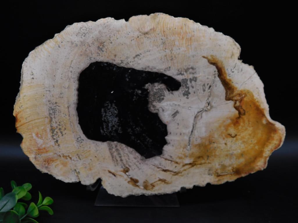 2 POUND PETRIFIED WOOD SLAB ROCK STONE LAPIDARY SPECIMEN: 2 POUND PETRIFIED WOOD SLAB ROCK STONE LAPIDARY SPECIMEN