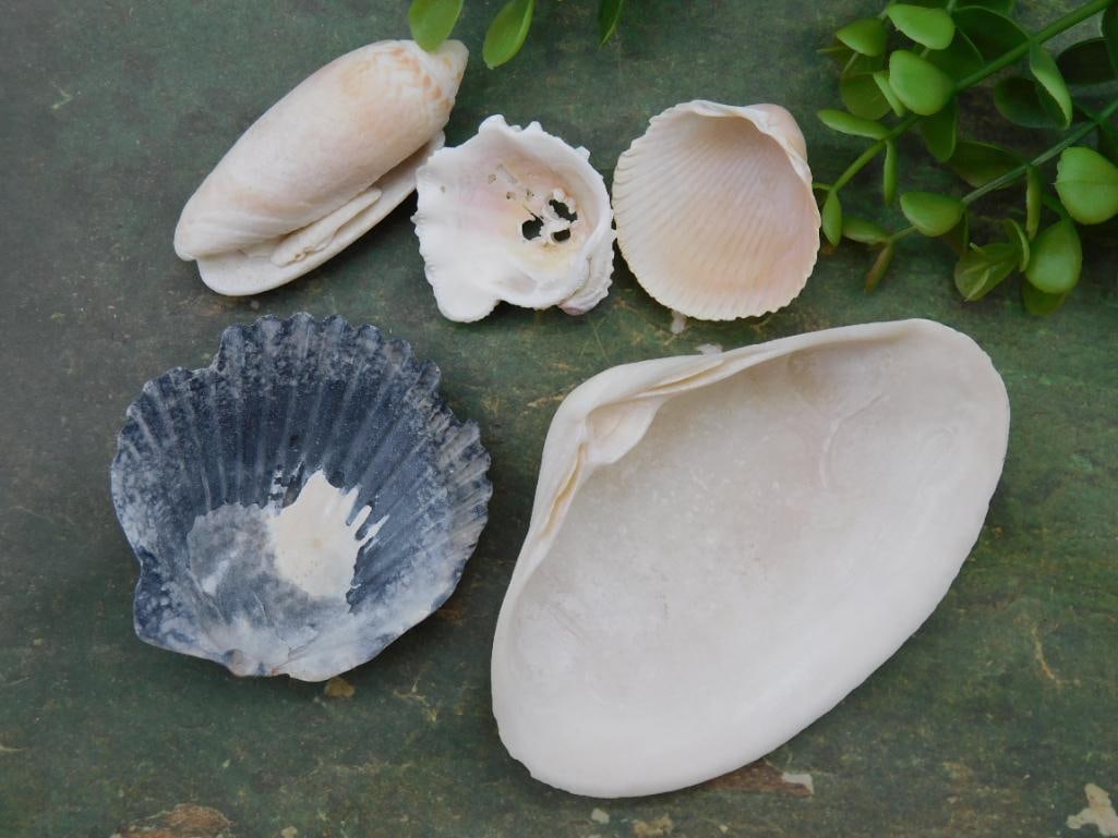5 Assorted Sea Shells - 2