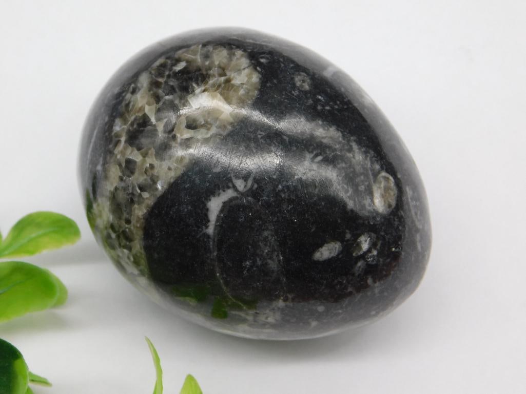 ORTHOCERAS EGG ROCK STONE LAPIDARY SPECIMEN (1 of 2)