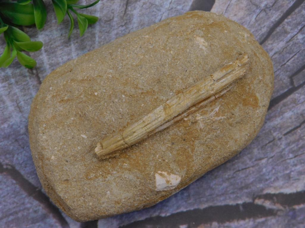 FOSSIL IN MATRIX ROCK STONE LAPIDARY SPECIMEN (1 of 2)