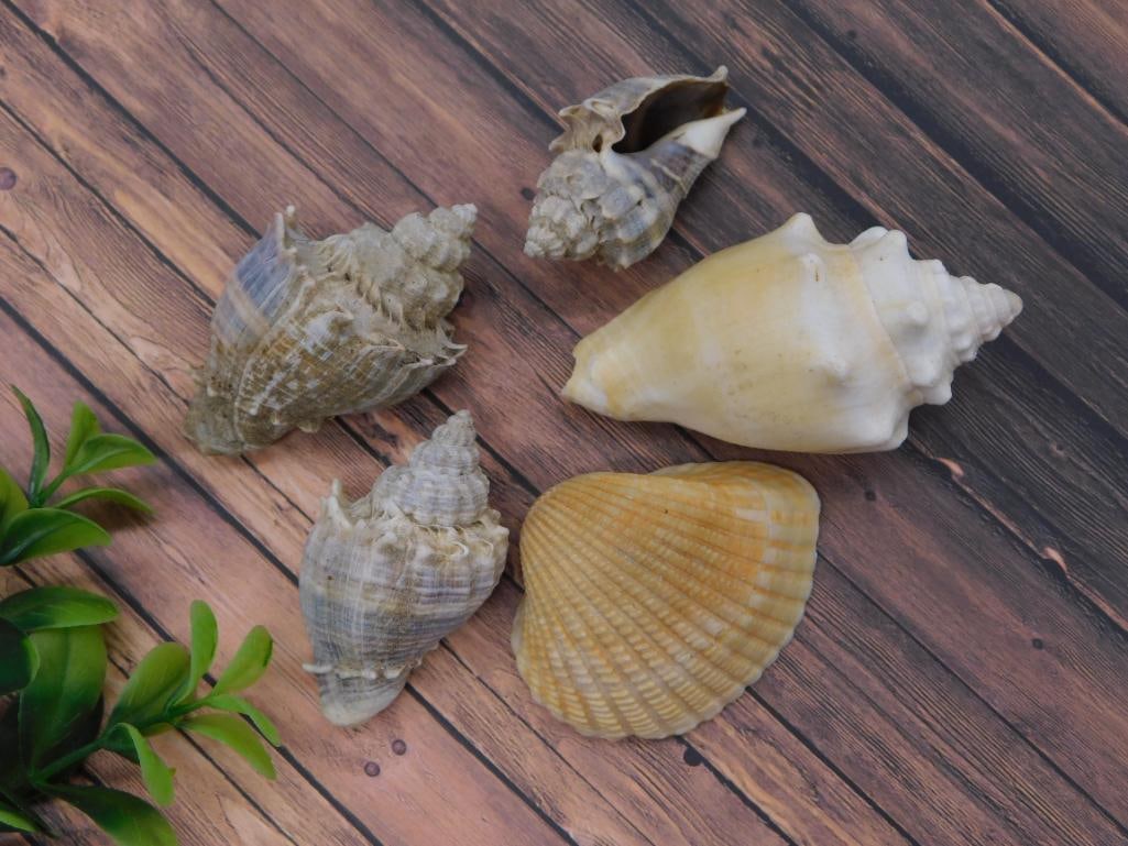 SEA SHELLS (1 of 2)