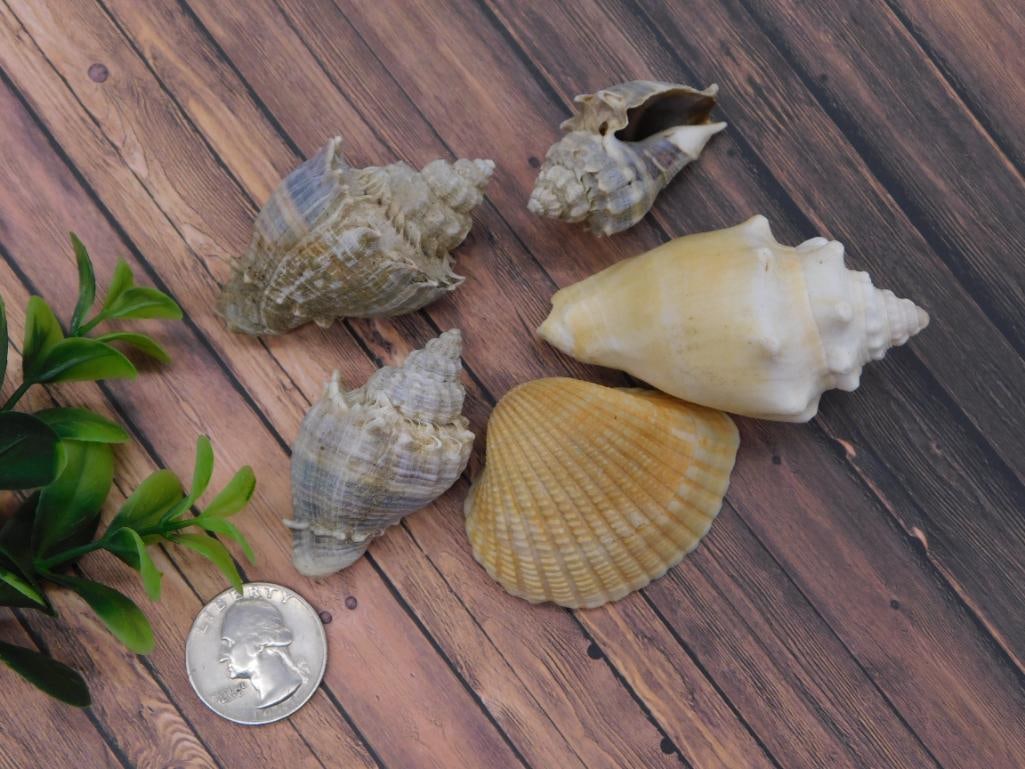 SEA SHELLS - 2
