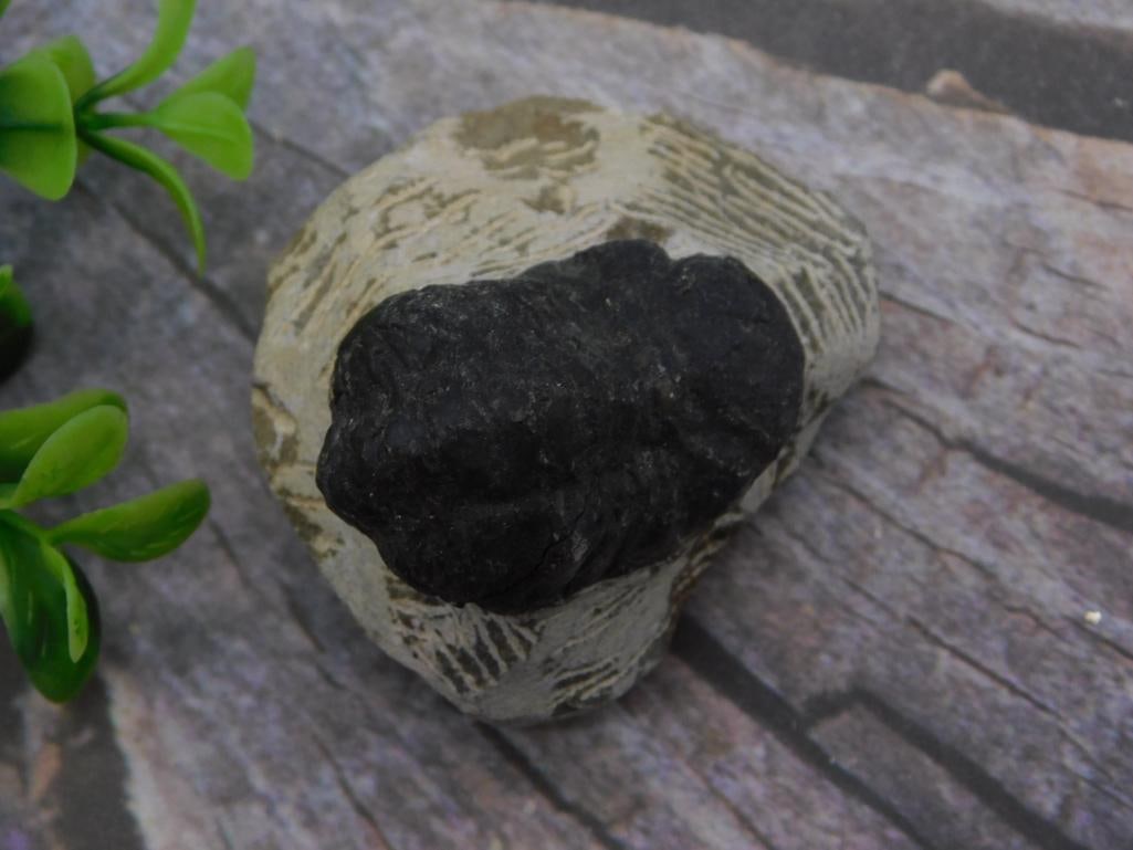 TRILOBITE FOSSIL ROCK STONE LAPIDARY SPECIMEN (1 of 2)