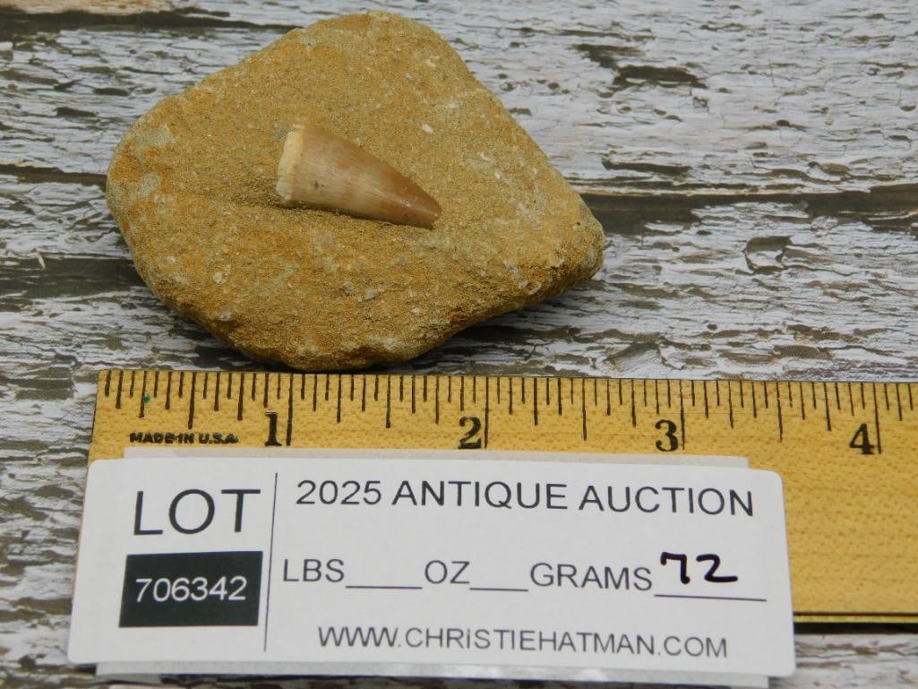 Fossilized Shark Tooth Embedded in Matrix - 3