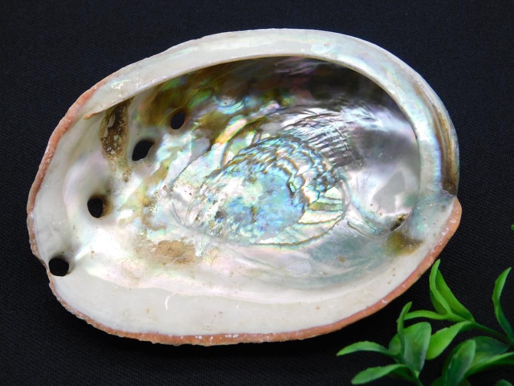 SHELL ROCK STONE LAPIDARY SPECIMEN