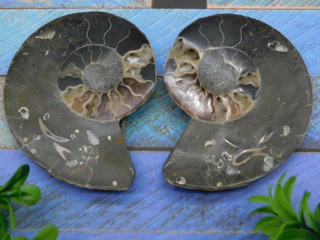 MAPLE LEAF PATTERN AMMONITE PAIR ROCK STONE LAPIDARY SPECIMEN (1 of 2)