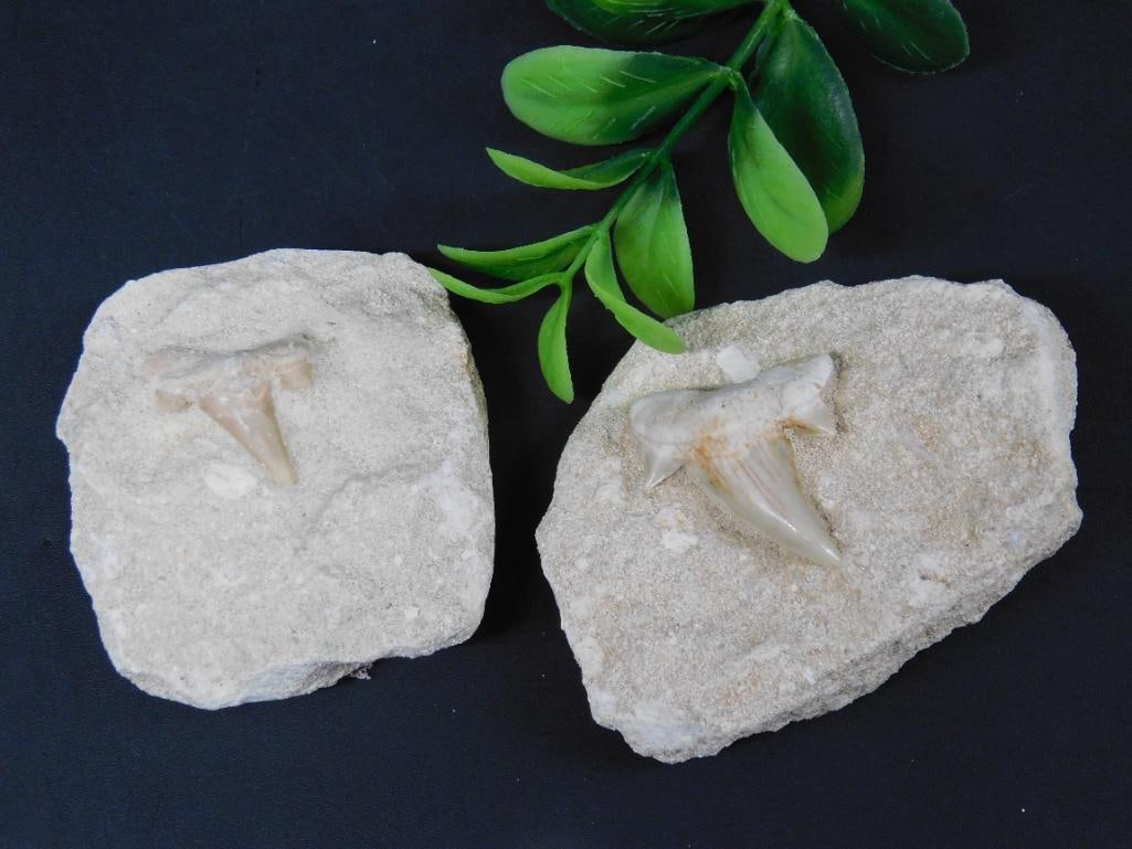 SHARK TEETH ROCK STONE LAPIDARY SPECIMEN (1 of 2)