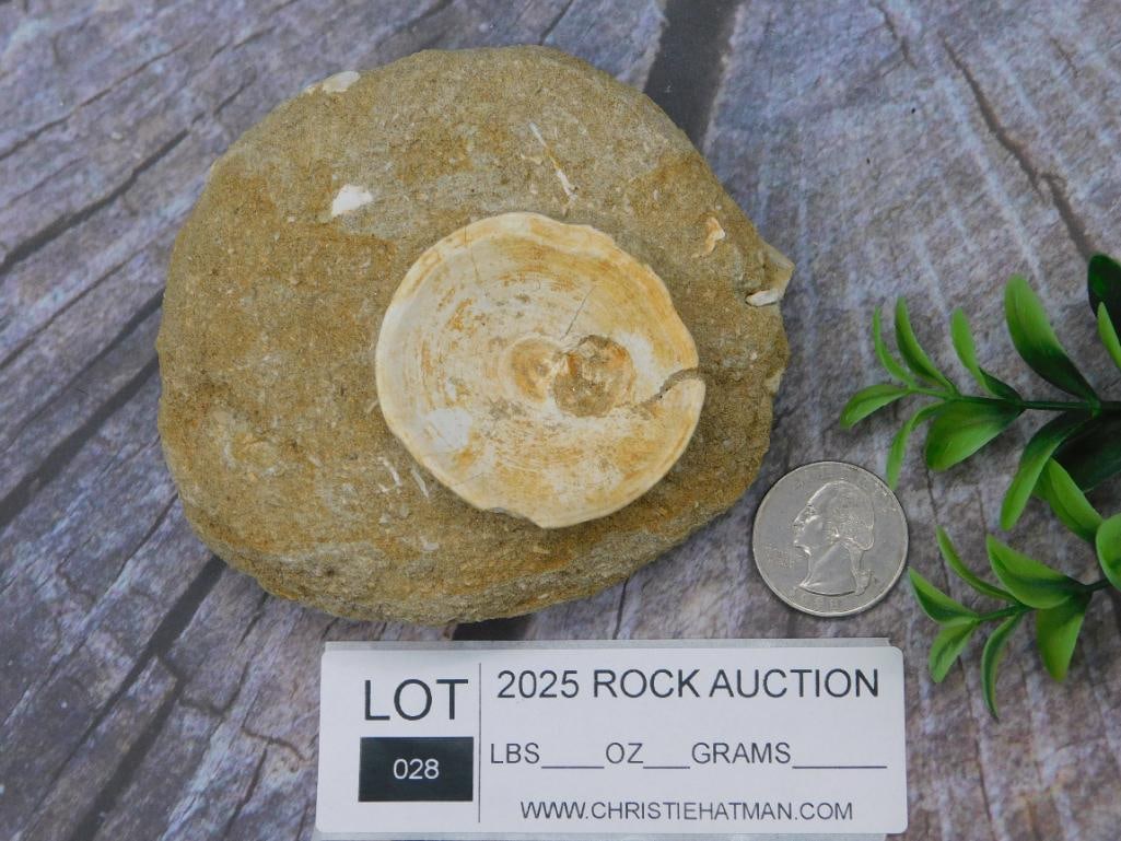 Fossilized Bone Embedded in Sedimentary Rock - 2