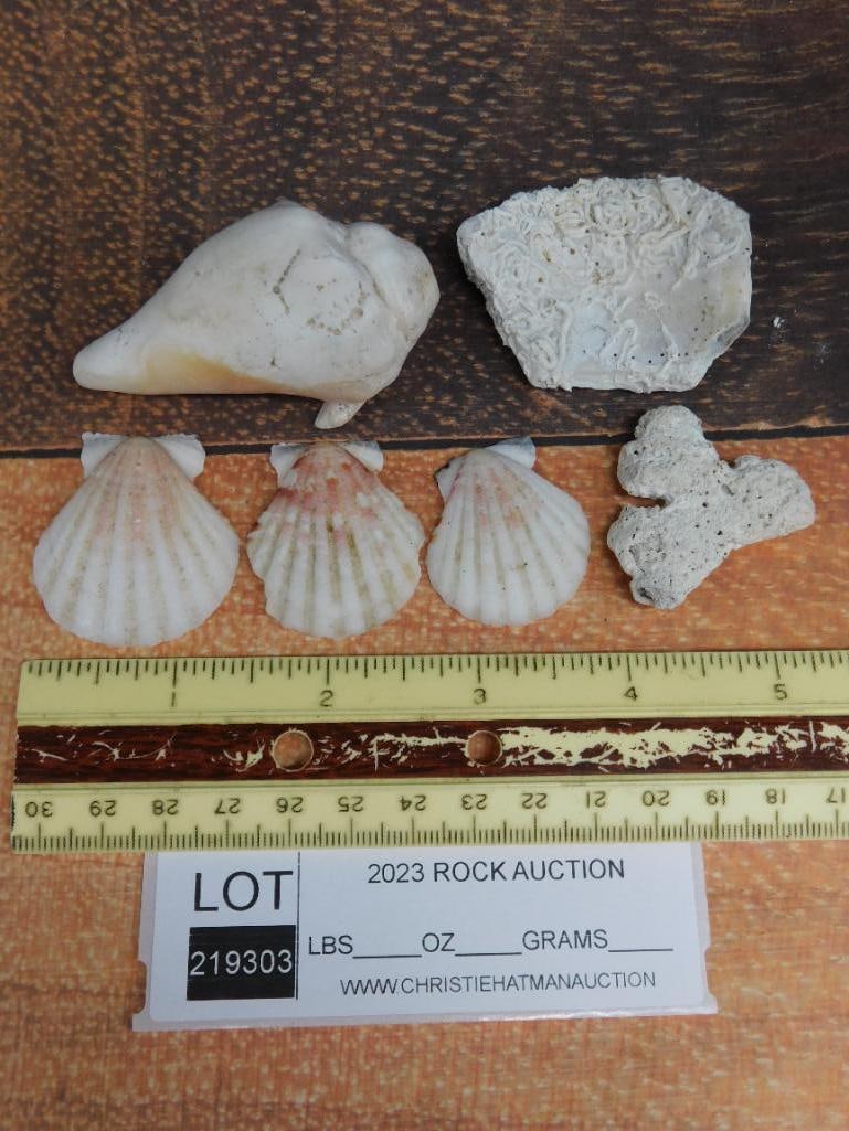 SEA SHELLS - 2