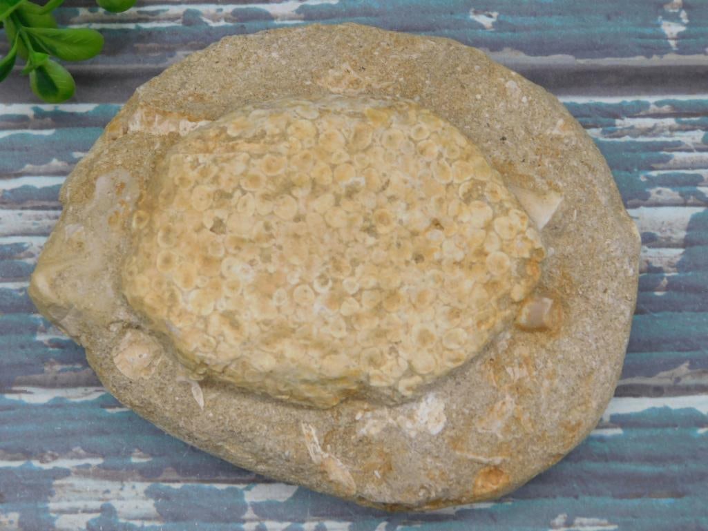 FOSSILIZED CORAL IN MATRIX ROCK STONE LAPIDARY SPECIMEN (1 of 2)