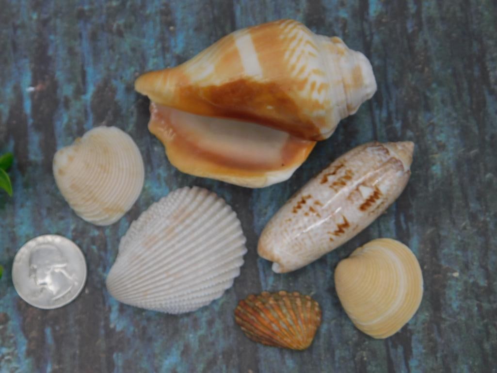 Varied Sea Shells on Textured Surface - 2