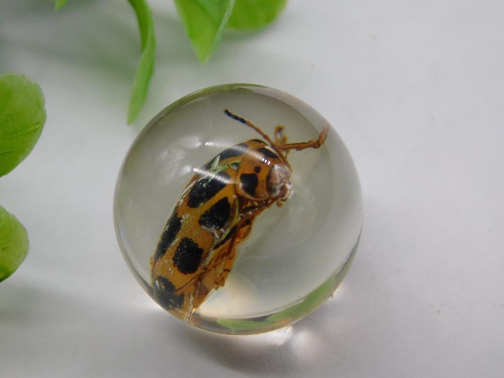 Preserved Beetle in Clear Resin Sphere Display: Preserved Beetle in Clear Resin Sphere Display